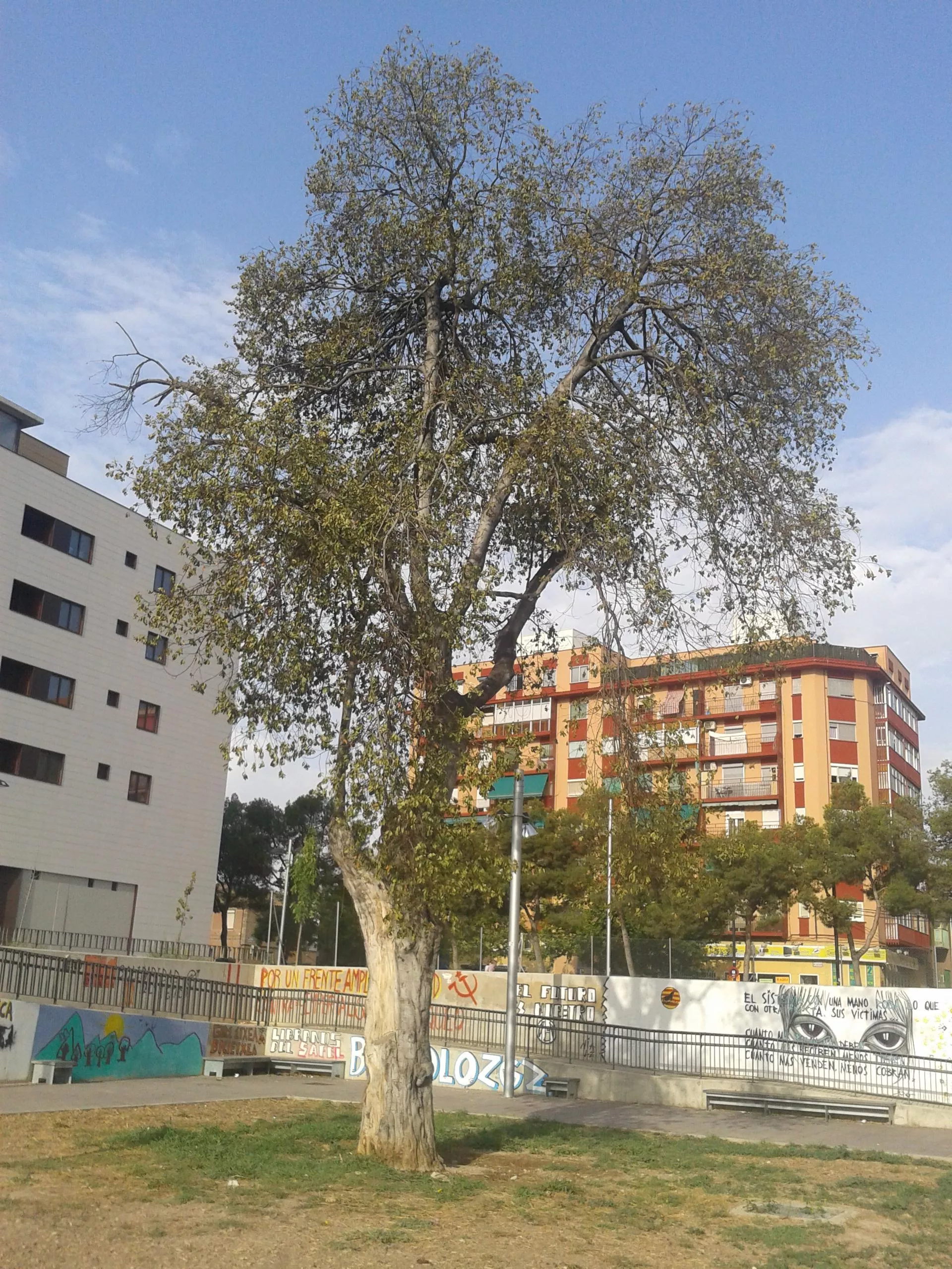 José Manuel Alonso lamenta la muerte del laurel de Torrero y reclama que se evalúen las causas