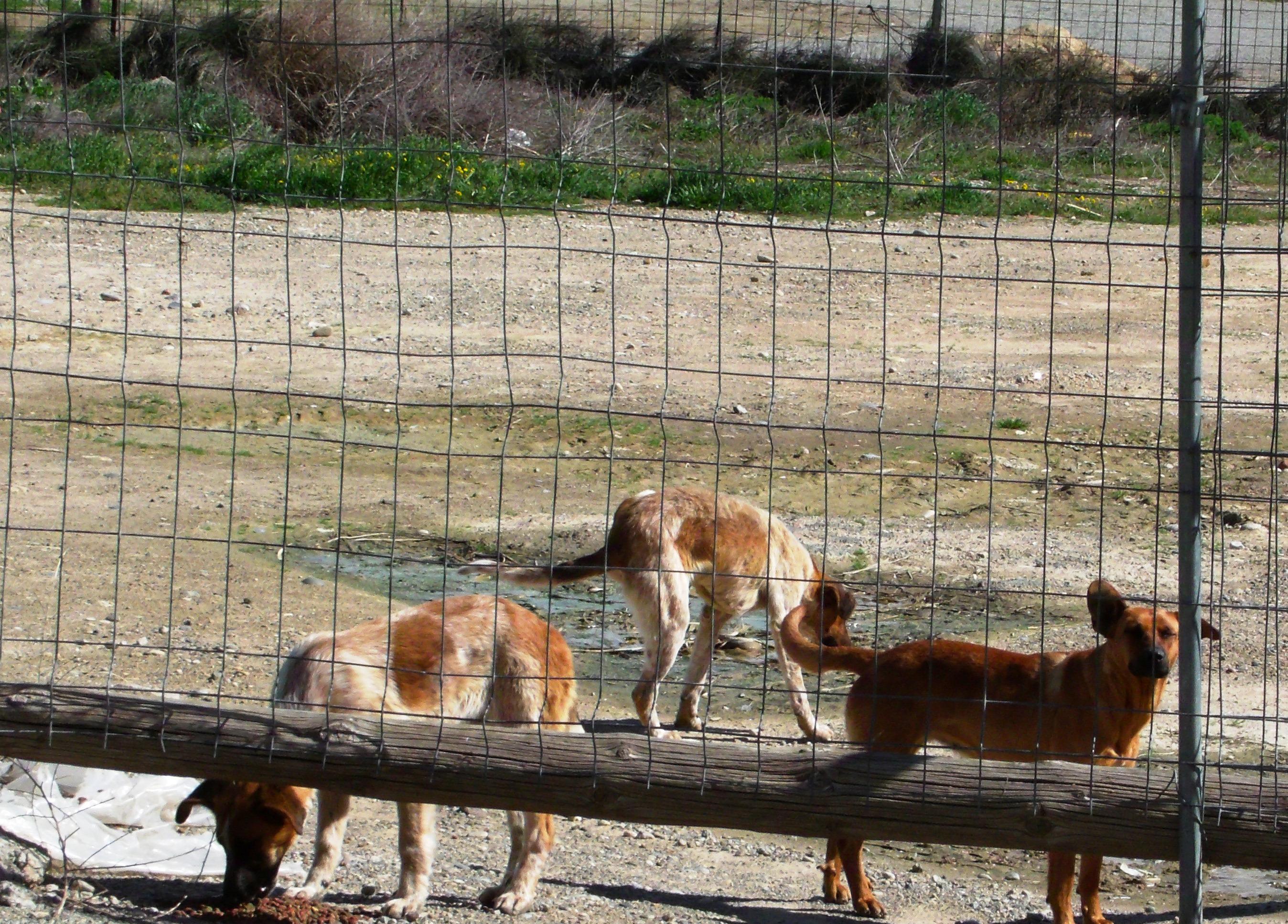 Preocupados por el aumento de perros abandonados en el casco urbano de Fraga