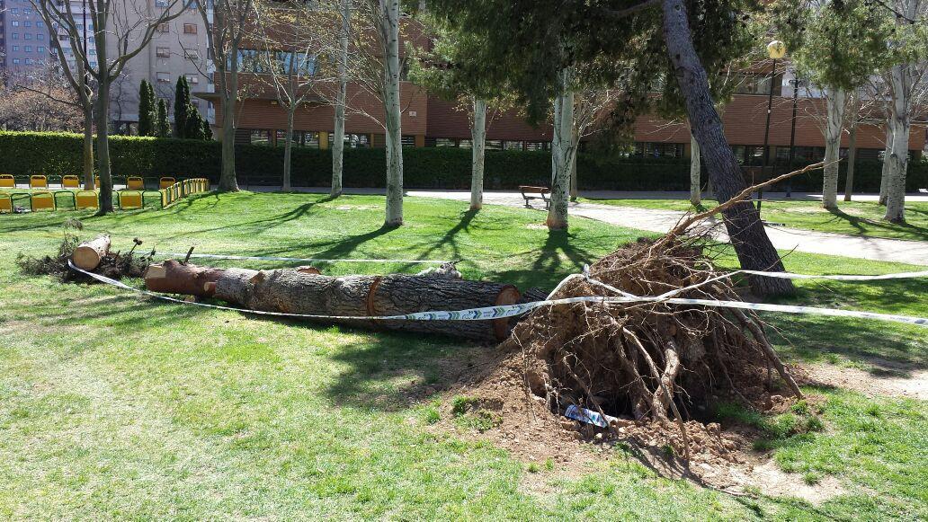 Denunciamos incumplimientos de FCC en la recogida de ramas y troncos en diversos puntos de Zaragoza