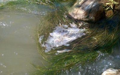 Reclamamos a Olona que averigüe la procedencia y nivel contaminante de las sustancias vertidas al río Cinca y tome medidas