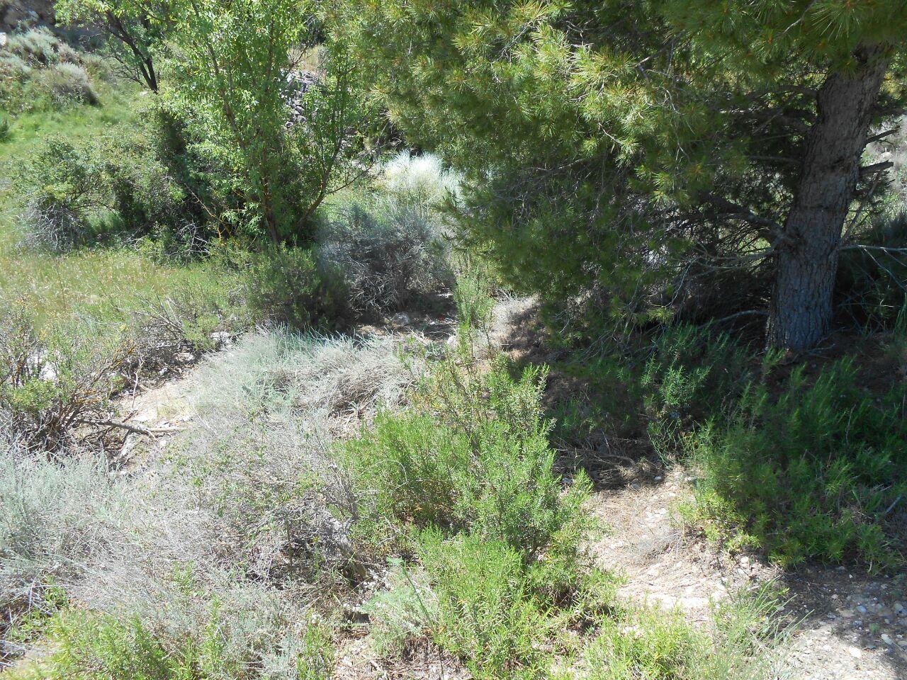 Satisfechos por la limpieza total del vertedero de Vall de la Mora