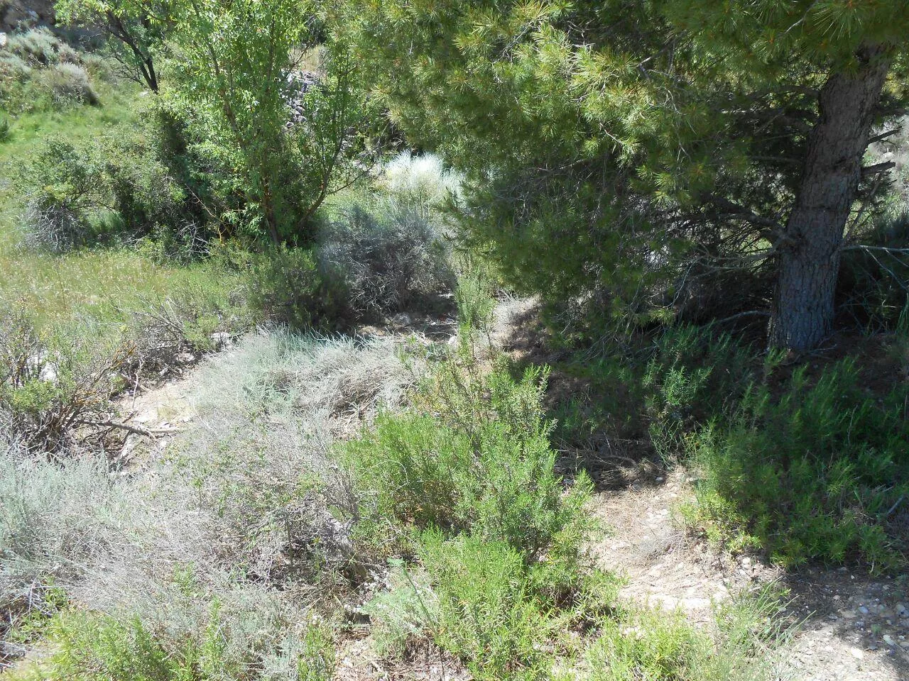 Satisfechos por la limpieza total del vertedero de Vall de la Mora