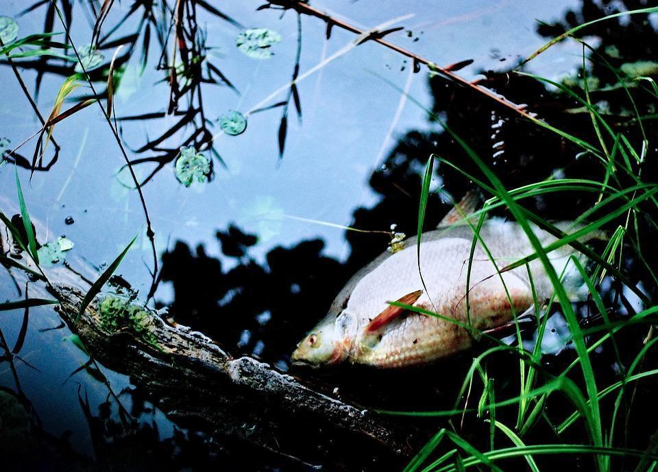 Llevamos al Pleno de las Cortes la mortandad de la fauna del río Mijares