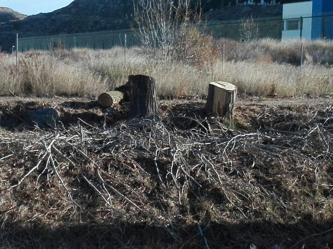 Denunciamos la tala indiscriminada de arbolado en la ribera del Huerva