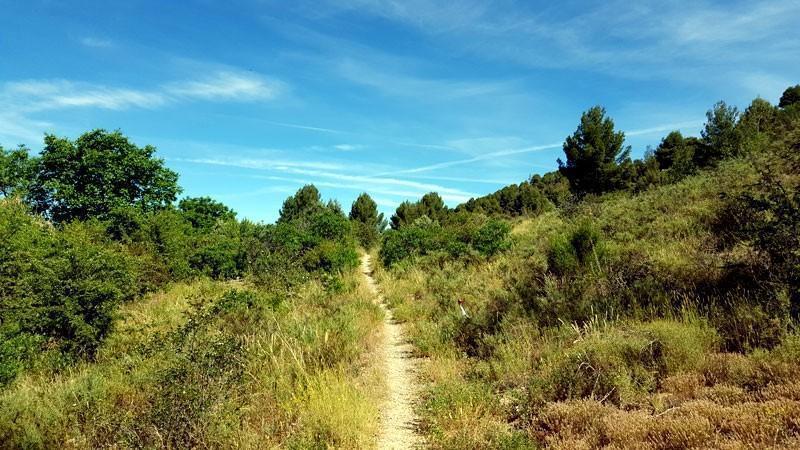 Advertencia al Gobierno de Aragón ante el peligro de incendios en los montes de Manchones que supone la falta de limpieza