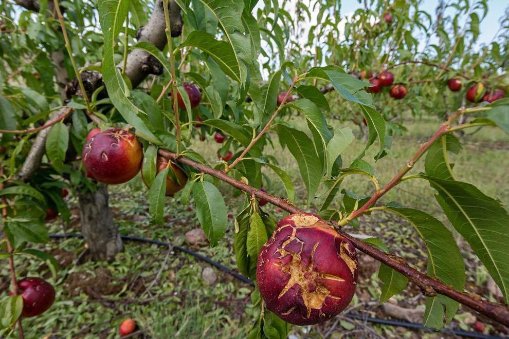 IU muestra su solidaridad con el sector de la fruta tras la tormenta del pasado viernes en Fraga