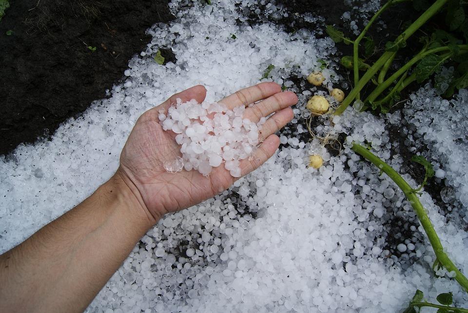 Repuesta de Olona a una pregunta sobre los daños sufridos en frutales en Fraga por las tormentas del verano