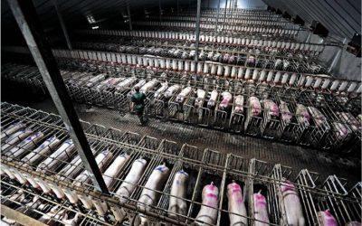 Exigimos al Gobierno de Aragón que frene la implantación de nuevas macro granjas de porcino en zonas saturadas