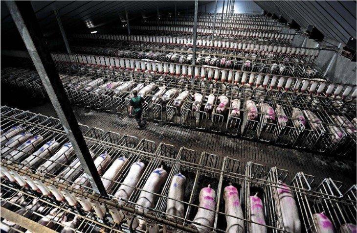 Exigimos al Gobierno de Aragón que frene la implantación de nuevas macro granjas de porcino en zonas saturadas