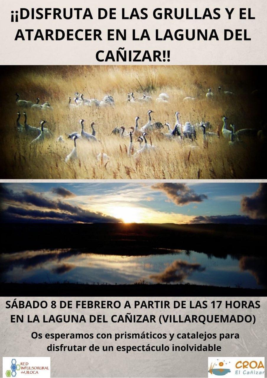 Observación Grullas