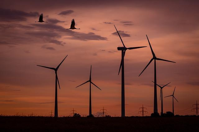 Instamos al Gobierno a preservar y proteger los valores ecológicos, como las aves esteparias, ante los numerosos proyectos eólicos en Aragón