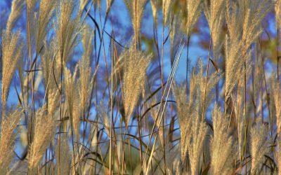 El modelo social de agricultura: si somos esenciales no podemos ser invisibles