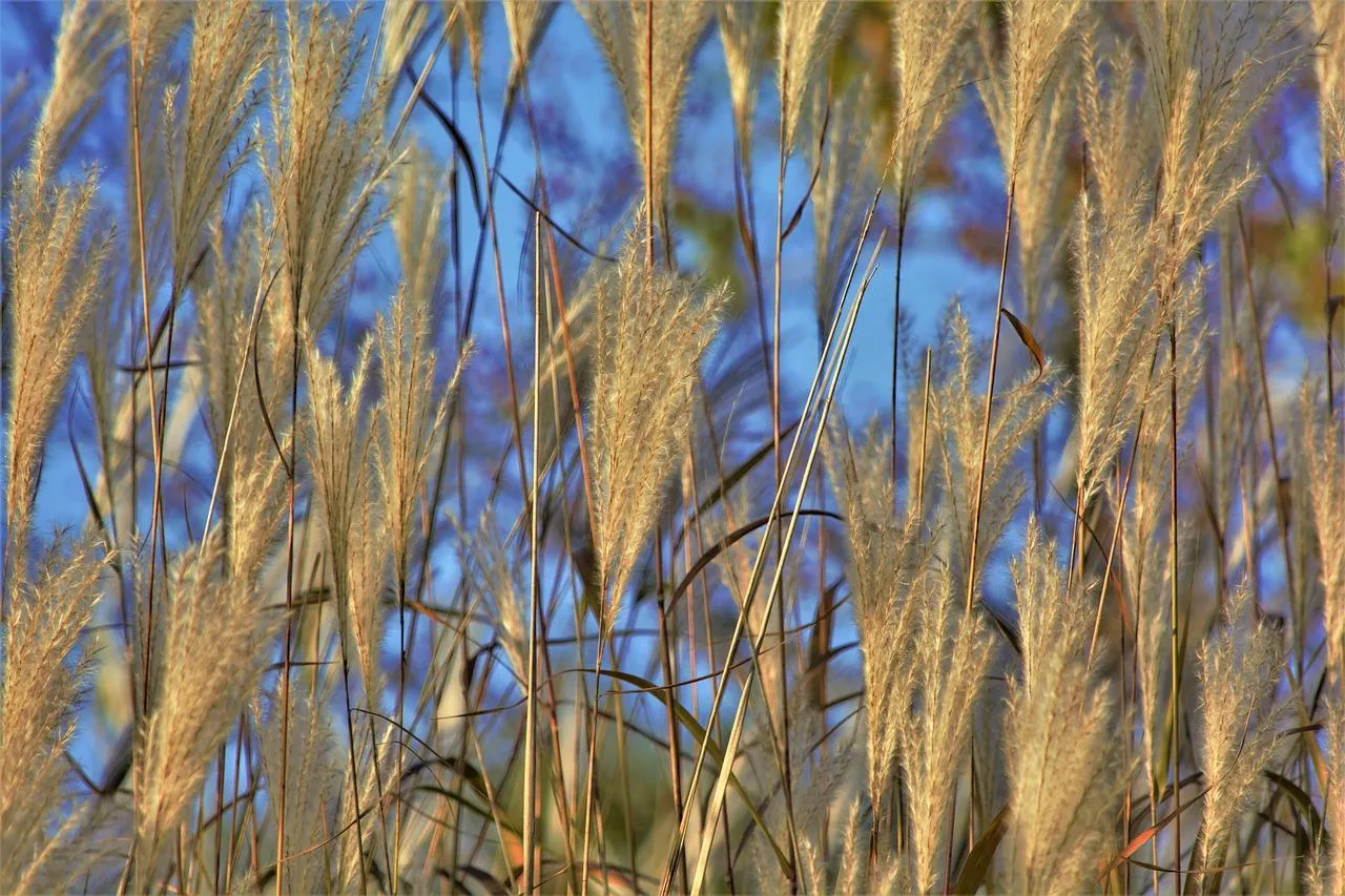 barley-4479736_1280