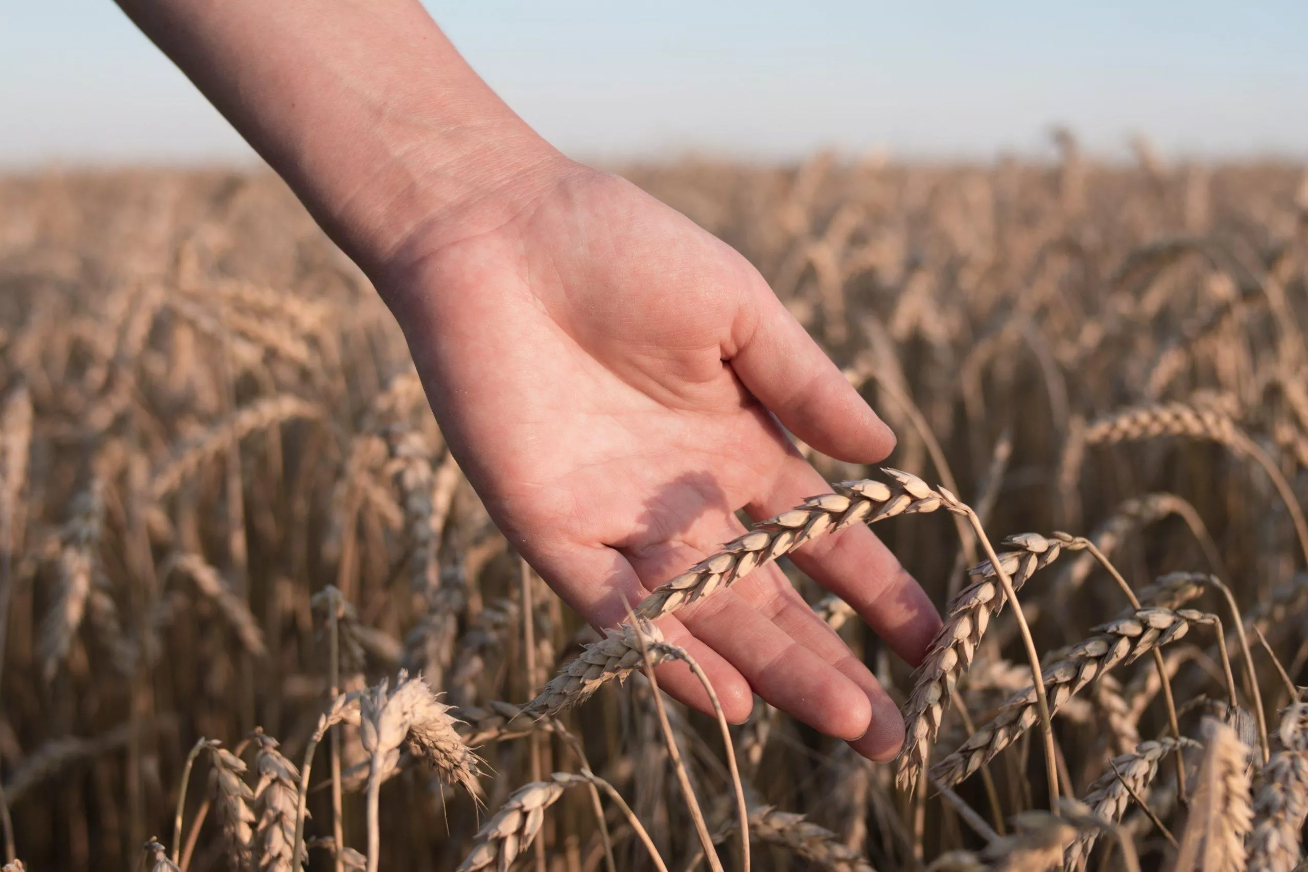 Trigo AGricultura