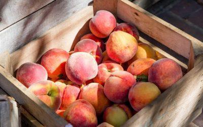 Pedimos a Olona que explique si ha exigido a Zufrisa que devuelva las ayudas por incumplimiento en el mantenimiento de la actividad en Calatorao