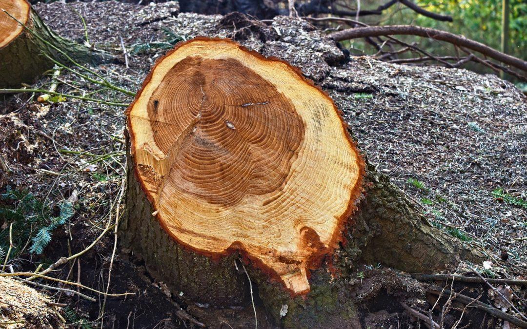 Ganar Teruel reivindica una ciudad más verde y reclama la ampliación y protección de zonas verdes