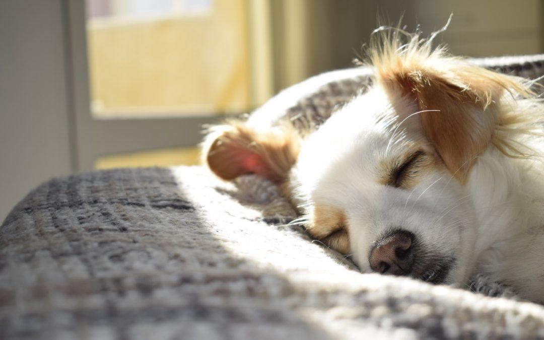 Ganar Teruel estima necesarios avances urbanos en la convivencia y  protección de las mascotas que complementen la ordenanza municipal