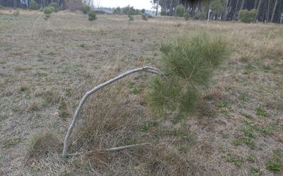 IU Ejea y Pueblos critica que el PSOE ejeano “se active solo por precampaña electoral” antes que por la emergencia climática y sus compromisos políticos