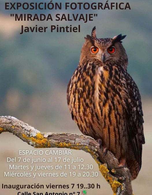 Exposición: Mirada Salvaje