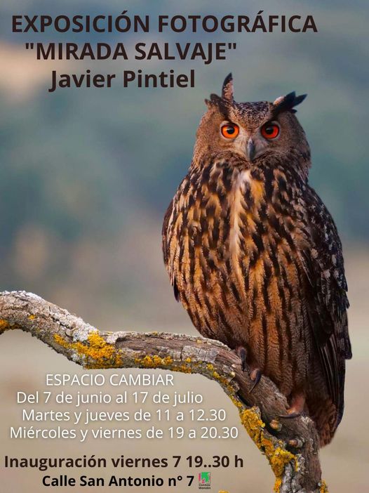 Exposición: Mirada Salvaje