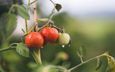 Exigimos soluciones para impulsar la producción ecológica que el consejero de Agricultura ha dejado sin ayudas