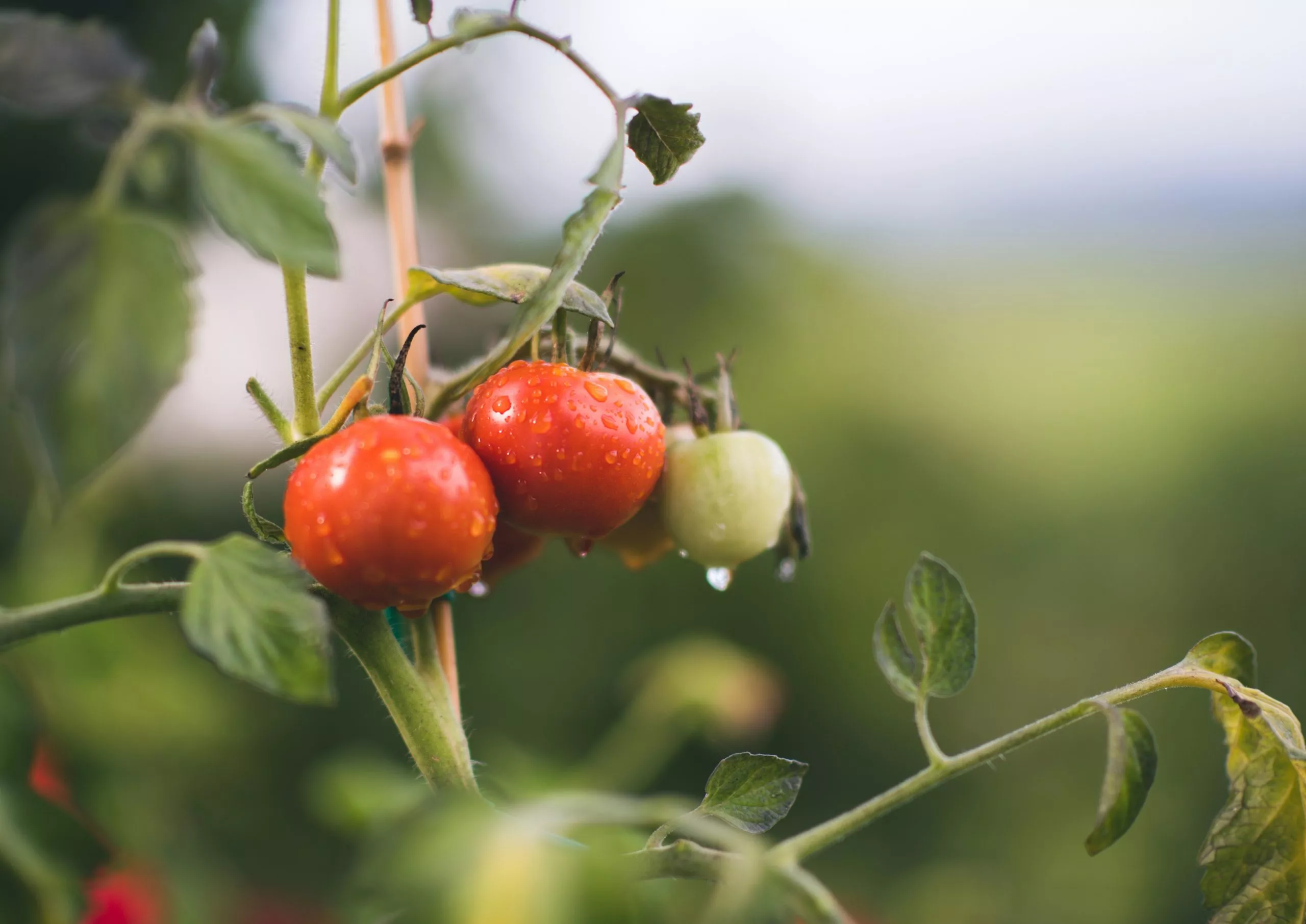 janko-ferlic-uayYTomQ5r8-unsplash