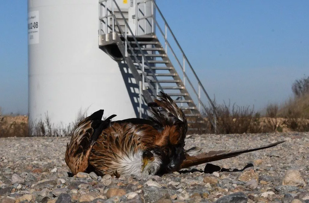 Exigimos al Gobierno que aplique el protocolo para evitar la mortalidad de aves por aerogeneradores