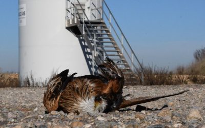 Exigimos al Gobierno que aplique el protocolo para evitar la mortalidad de aves por aerogeneradores
