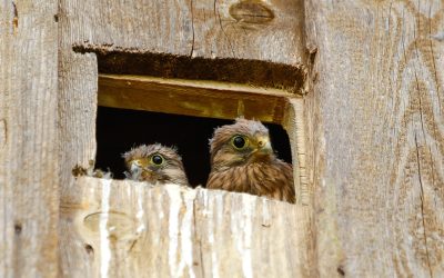 Sanz: «Es responsabilidad del Gobierno de Aragón proteger a las aves esteparias con planes de conservación y recuperación»
