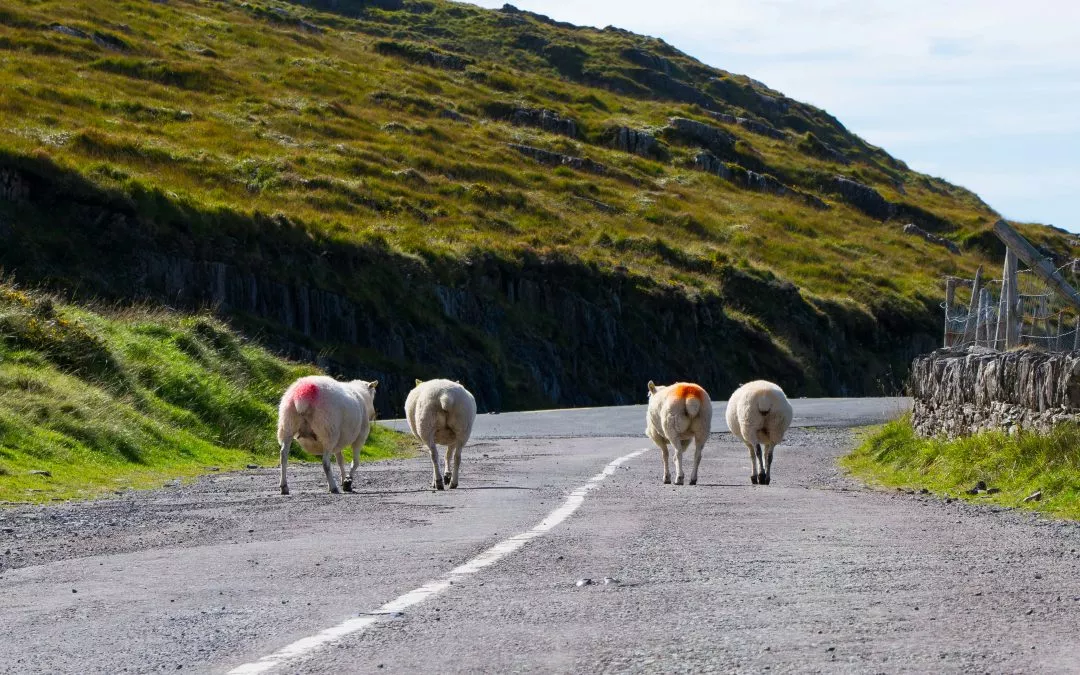 Cambiar Sabiñánigo se opone al proyecto de la carretera entre Bara y Las Bellostas por su impacto medioambiental y falta de justificación social