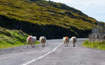 Cambiar Sabiñánigo se opone al proyecto de la carretera entre Bara y Las Bellostas por su impacto medioambiental y falta de justificación social