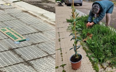Alagón en Común critica que se multe al Colectivo ReaccionA por plantar árboles en alcorques vacíos