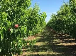 Izquierda Unida condena la muerte de un trabajador por calor extremo y exige medidas y responsabilidades 