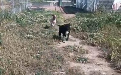 Izquierda Unida Utebo denuncia el impago y más de medio año sin contrato de la persona responsable de la recogida y del centro de animales por la dejadez del equipo de gobierno