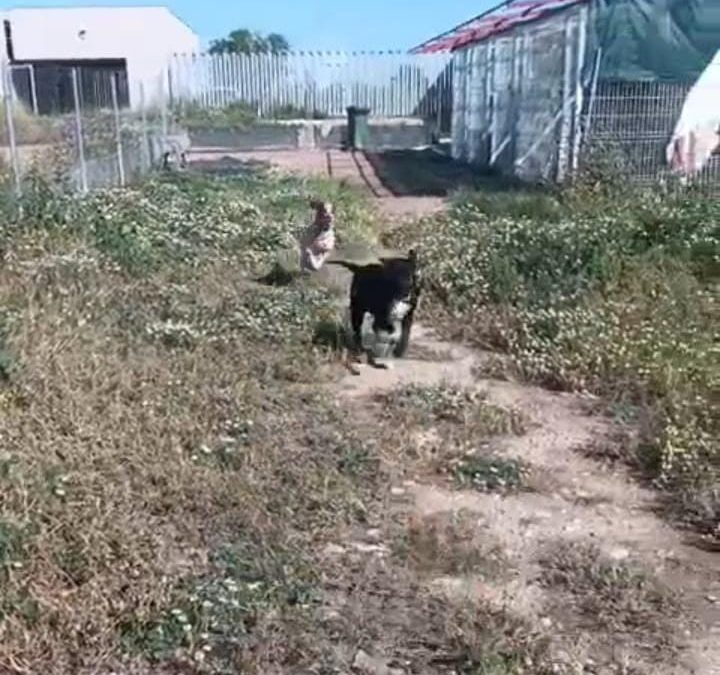 Izquierda Unida Utebo denuncia el impago y más de medio año sin contrato de la persona responsable de la recogida y del centro de animales por la dejadez del equipo de gobierno