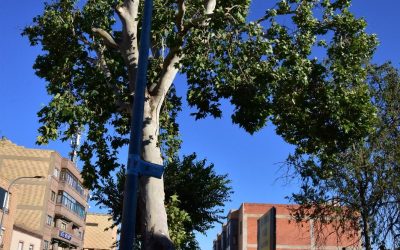 Un informe independiente desmonta la justificación del Ayuntamiento de Alagón para talar el plátano centenario