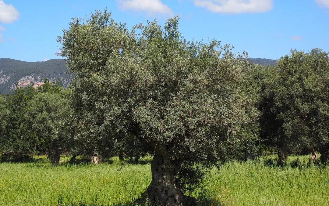 Izquierda Unida de Aragón se abstiene en la toma en consideración de la proposición de ley sobre olivos y olivares monumentales