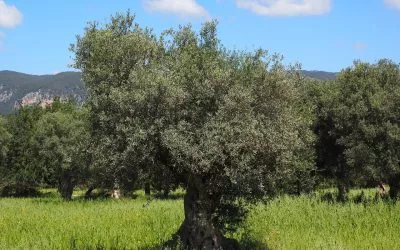 Izquierda Unida de Aragón se abstiene en la toma en consideración de la proposición de ley sobre olivos y olivares monumentales
