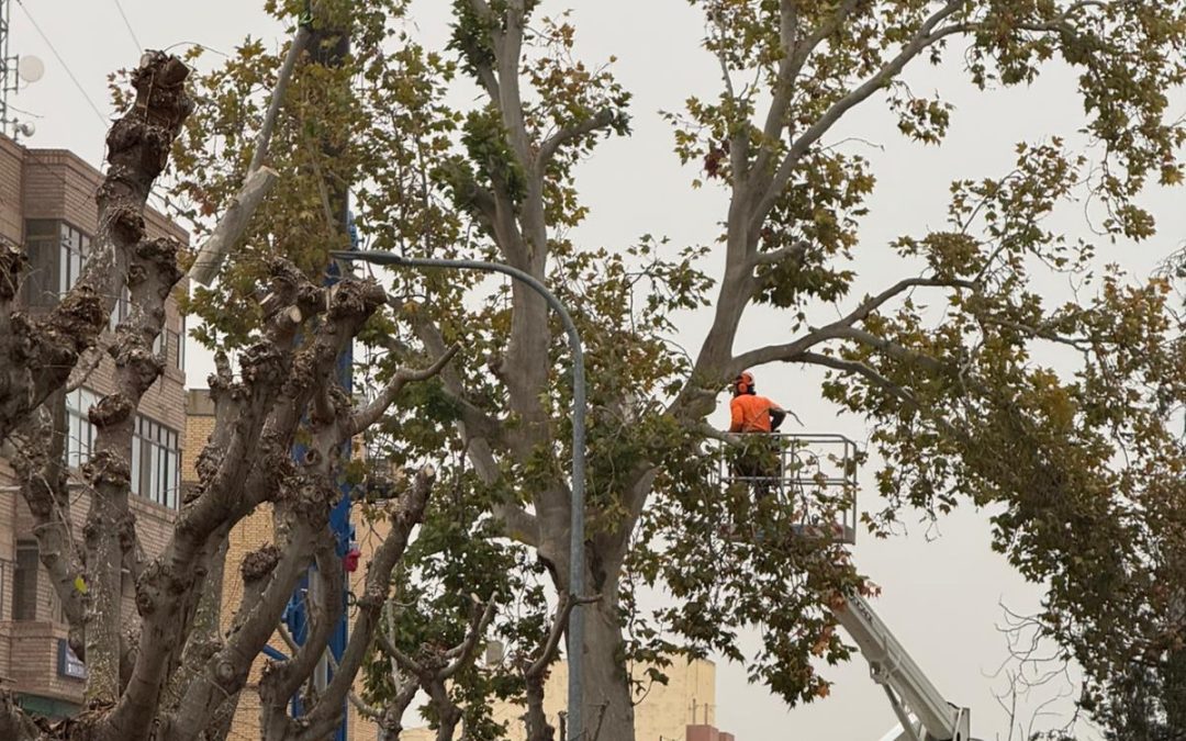 El equipo de gobierno de Alagón ordena la tala del platanero histórico sin informes técnicos que la justifiquen