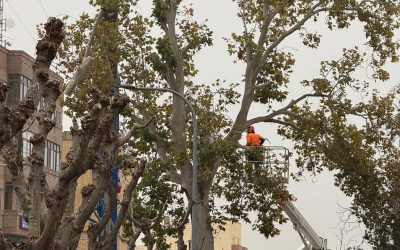 El equipo de gobierno de Alagón ordena la tala del platanero histórico sin informes técnicos que la justifiquen