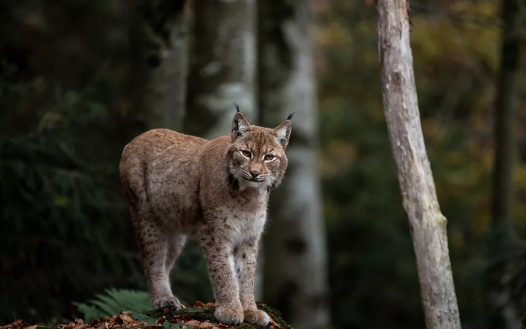 Izquierda Unida pide al Gobierno de Aragón que refuerce la protección del lince ibérico y elabore un plan de recuperación